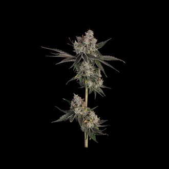 Knockout (Happy Valley Genetics) Feminiserede