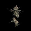 Knockout (Happy Valley Genetics) Feminiserede