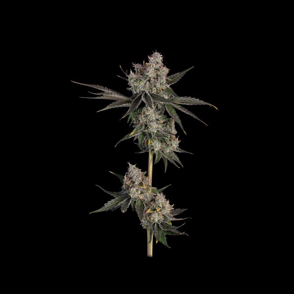 Knockout (Happy Valley Genetics) Feminiserede
