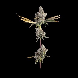 overtime (Happy Valley Genetics) Feminiserede
