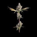 overtime (Happy Valley Genetics) Feminiserede