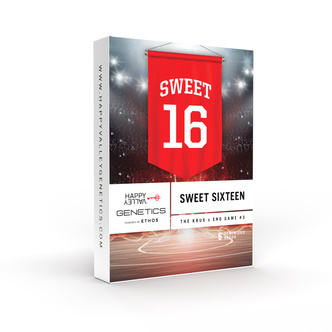 Sweet 16 (Happy Valley Genetics) Feminiserede