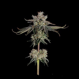 Sweet 16 (Happy Valley Genetics) Feminiserede