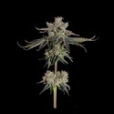 Sweet 16 (Happy Valley Genetics) Feminiserede
