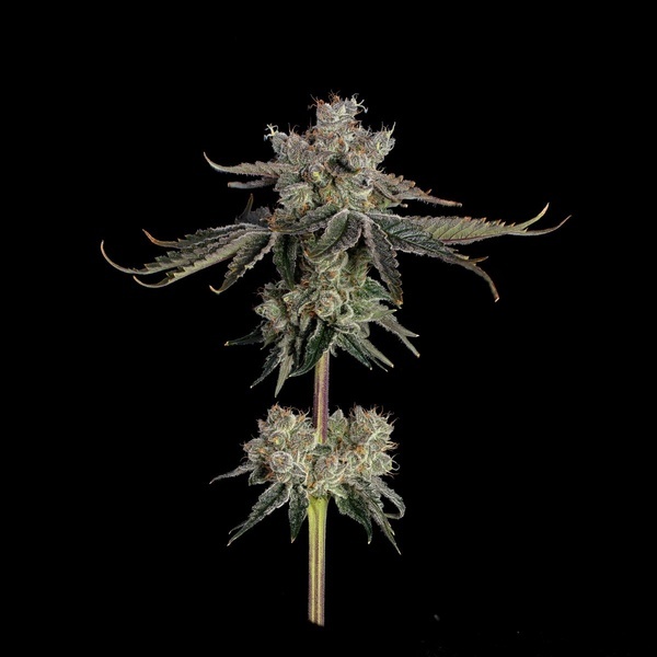 Sweet 16 (Happy Valley Genetics) Feminiserede