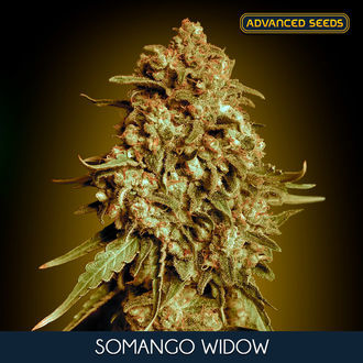 Somango Widow (Advanced Seeds) Feminiserede
