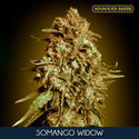 Somango Widow (Advanced Seeds) Feminiserede