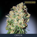 Critical (Advanced Seeds) Feminiserede