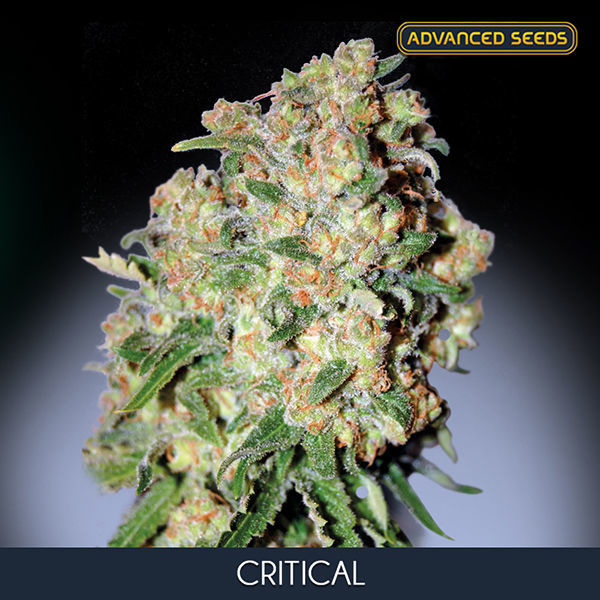 Critical (Advanced Seeds) Feminiserede