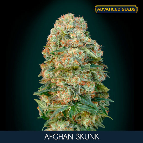 Afghan Skunk (Advanced Seeds) Feminiserede