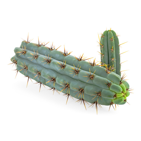 Echinopsis cuzcoensis