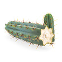 Echinopsis cuzcoensis