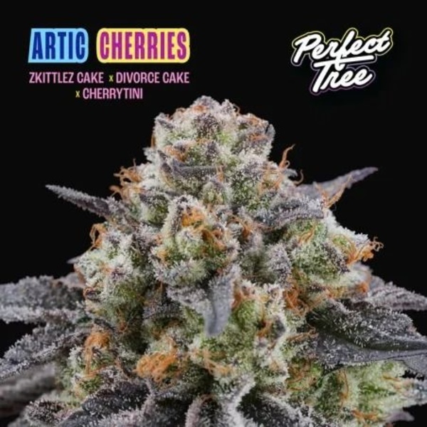 Arctic Cherries (Perfect Tree) Feminiserede