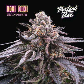 Doki Doki (Perfect Tree) feminiserede cannabisfr&oslash;
