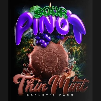 Mint x Sour Pinot Auto (Barney's Farm) &ndash; feminiserede cannabisfr&oslash;