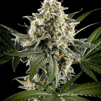 Sunset Sherbet Go Fast (Kannabia) feminiserede cannabisfr&oslash;