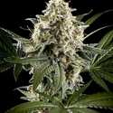 Sunset Sherbet Go Fast (Kannabia) Feminiserede