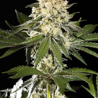 Sunset Sherbet Go Fast (Kannabia) Feminiserede