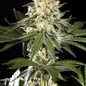 Sunset Sherbet Go Fast (Kannabia) Feminiserede