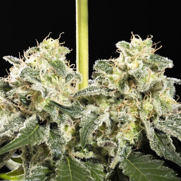 Sunset Sherbet Go Fast (Kannabia) Feminiserede