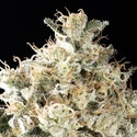 Sunset Sherbet Go Fast (Kannabia) Feminiserede