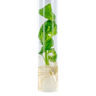 Salvia divinorum-stikling