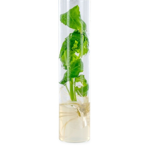 Salvia divinorum-stikling