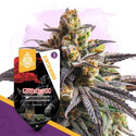 Godfather OG (Zamnesia Seeds) Feminiserede