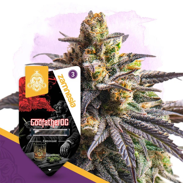 Godfather OG (Zamnesia Seeds) Feminiserede