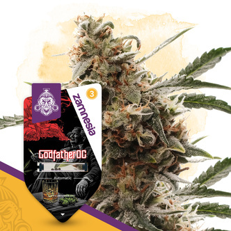 Godfather OG Autoflower (Zamnesia Seeds) feminiserede