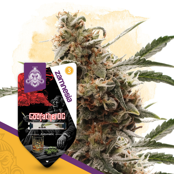 Godfather OG Autoflower (Zamnesia Seeds) Feminiserede