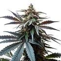 Cap Junky (Blimburn Seeds) Feminiserede