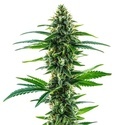 Khalifa Kush (Blimburn Seeds) Feminiserede