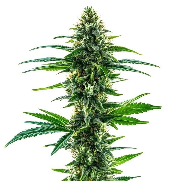 Khalifa Kush (Blimburn Seeds) Feminiserede