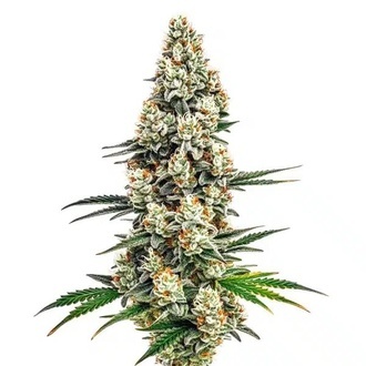 Stardawg (Blimburn Seeds) Feminiserede