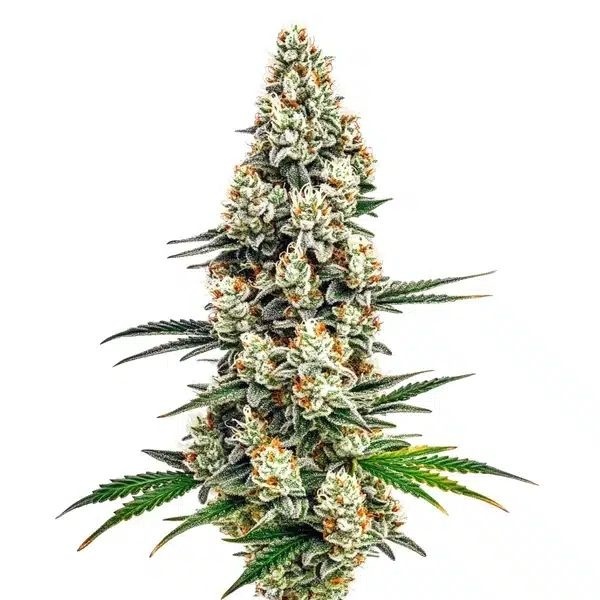 Stardawg (Blimburn Seeds) Feminiserede