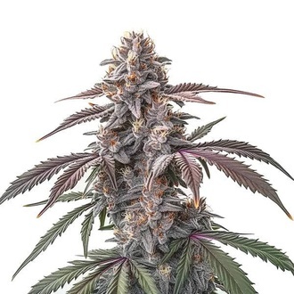 Pinkman Goo (Blimburn Seeds) Feminiserede
