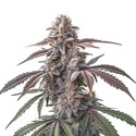 Pinkman Goo (Blimburn Seeds) Feminiserede