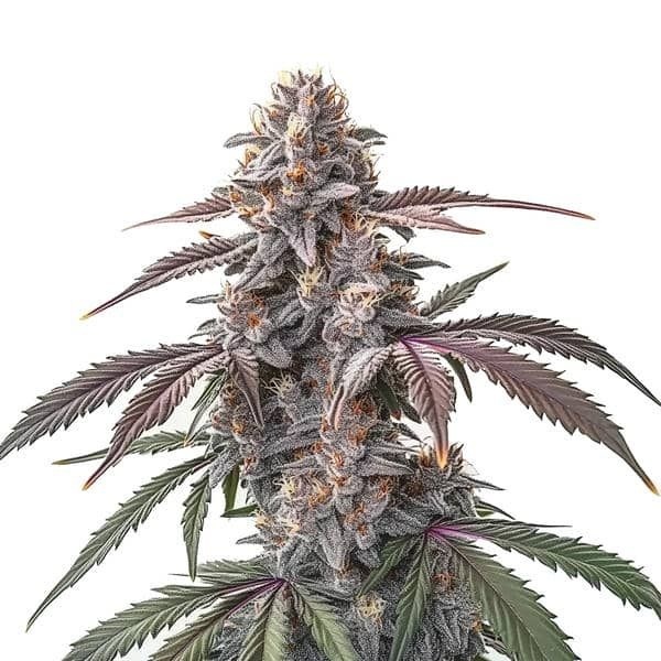 Pinkman Goo (Blimburn Seeds) Feminiserede