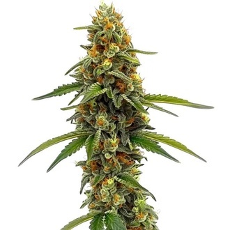 CBD ACDC (Blimburn Seeds) Feminiserede