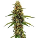CBD ACDC (Blimburn Seeds) Feminiserede