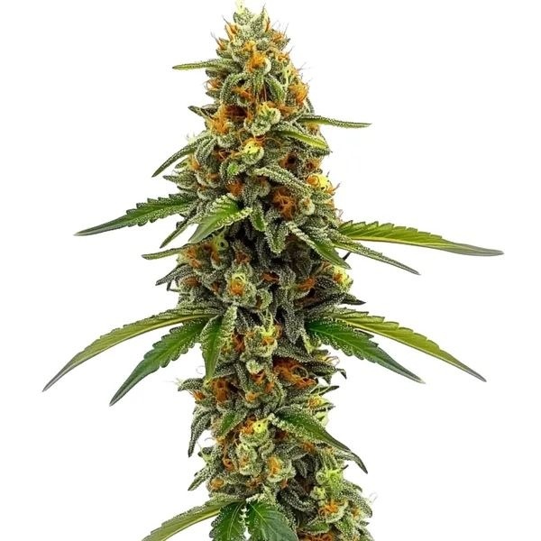 CBD ACDC (Blimburn Seeds) Feminiserede