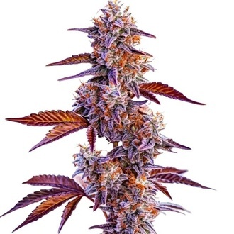 Trop Cherry (Blimburn Seeds) Feminiserede
