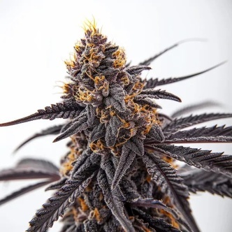 Donny Burger (Blimburn Seeds) Feminiserede