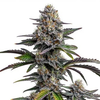 Glitter Bomb (Blimburn Seeds) Feminiserede