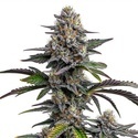 Glitter Bomb (Blimburn Seeds) Feminiserede