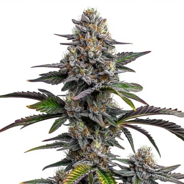 Glitter Bomb (Blimburn Seeds) Feminiserede