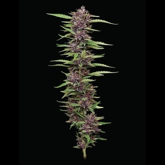 PPD (Humboldt Seed Company) feminiserede cannabisfr&oslash;