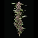PPD (Humboldt Seed Company) Feminiserede