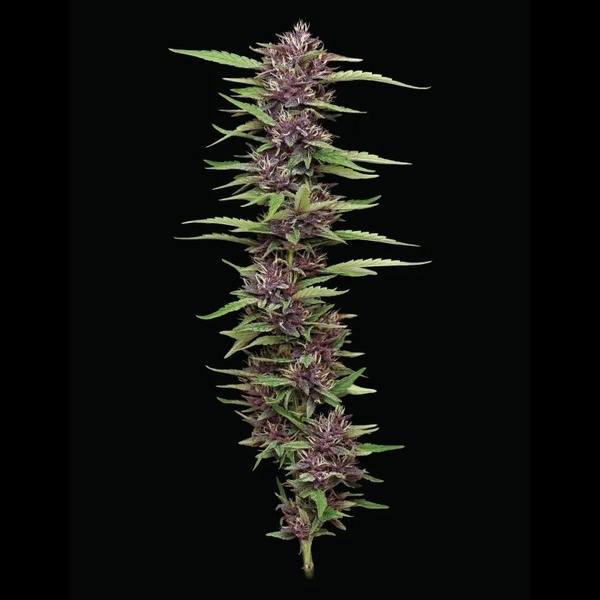 PPD (Humboldt Seed Company) Feminiserede